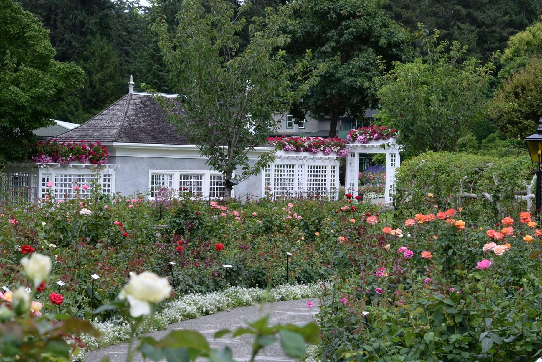 Rose beds lined with white sweet alyssum