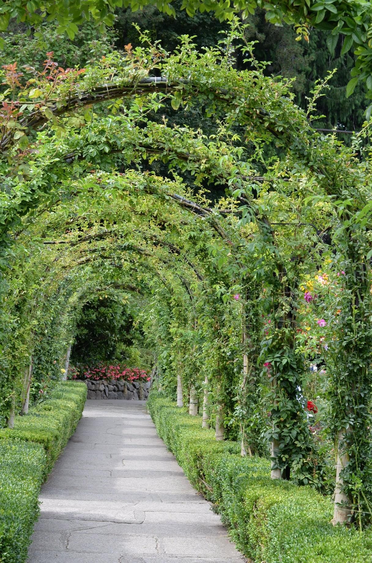 rose garden arch