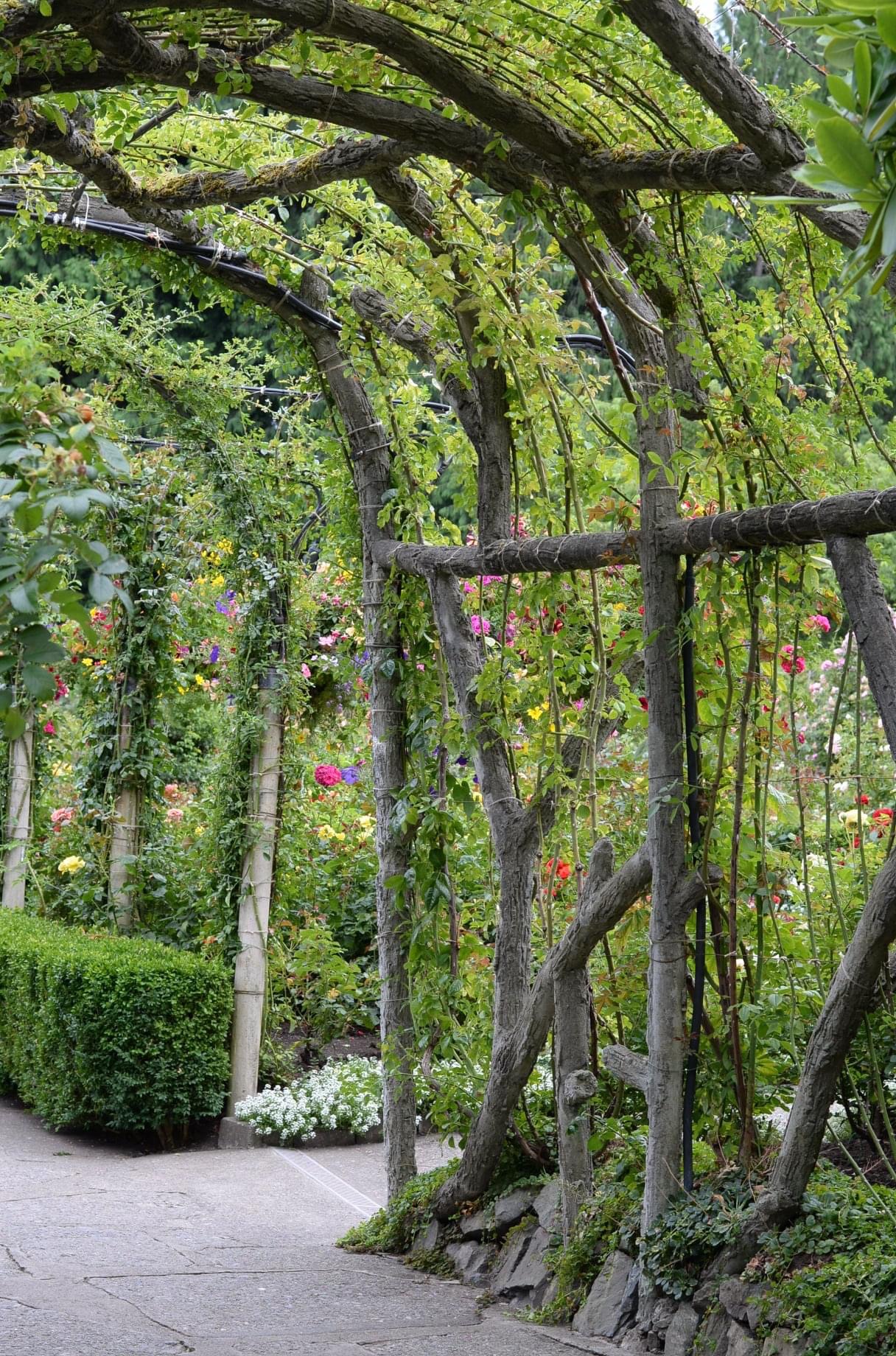 Climbing roses