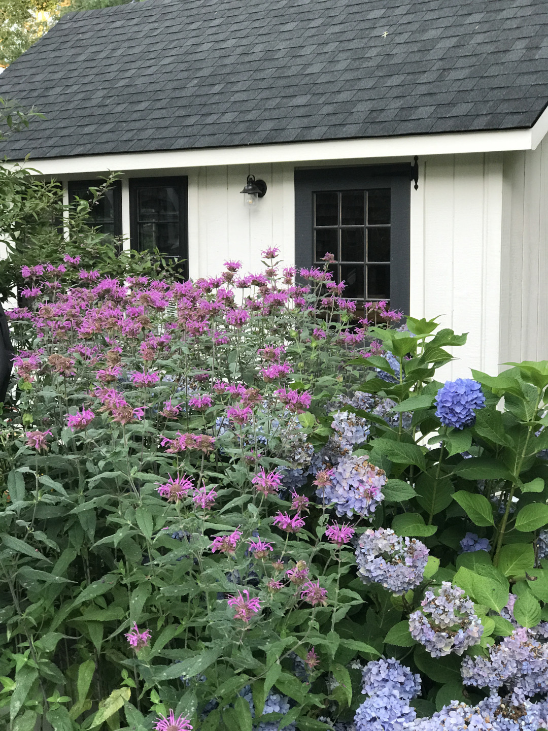 Pinky-purple bee balm