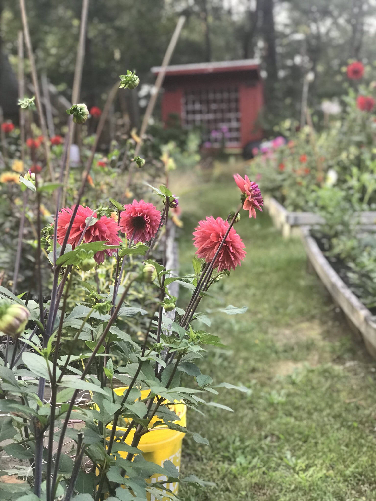 more dahlias, this one is a long-stemmed