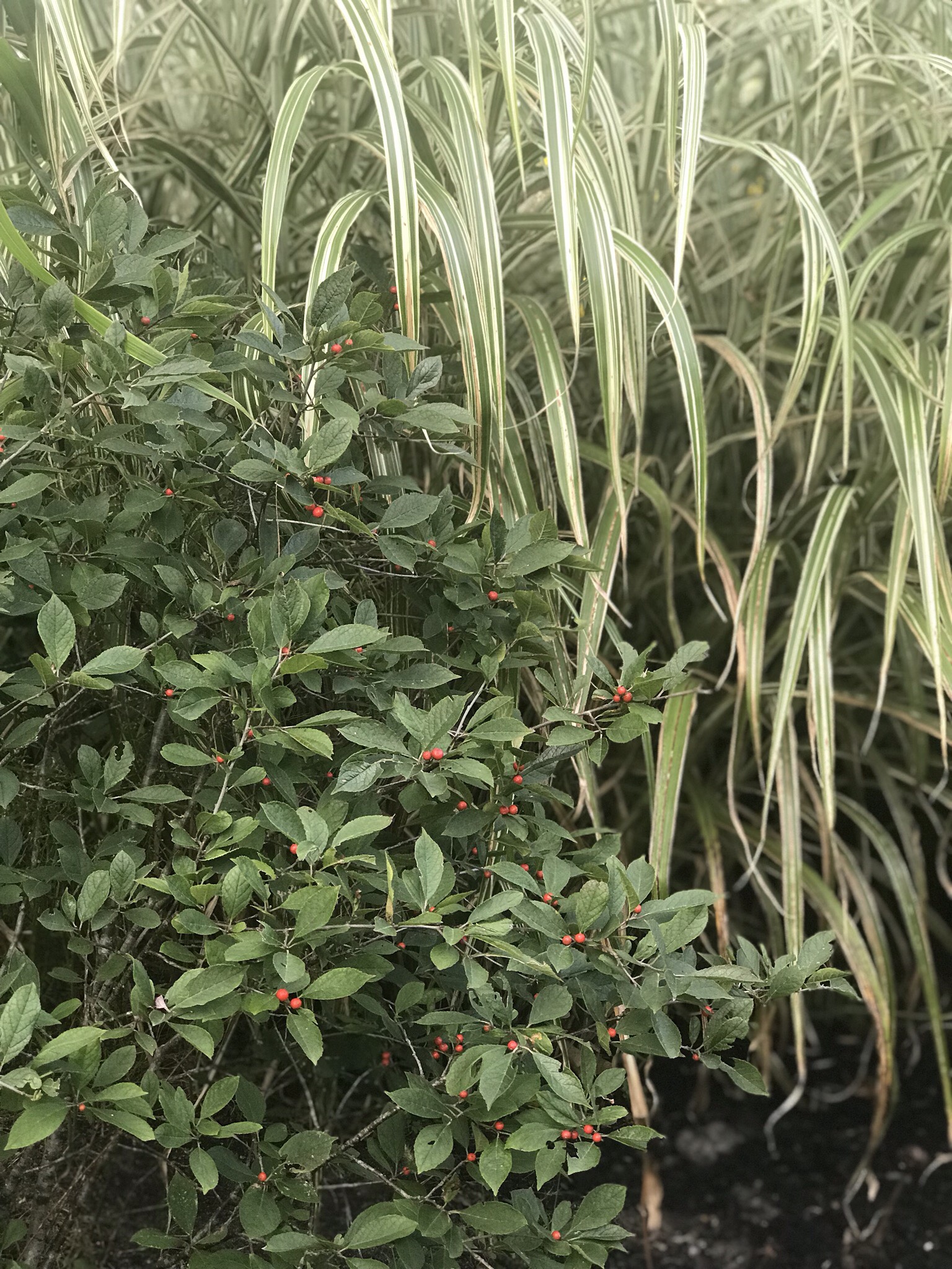 winterberry holly and grass