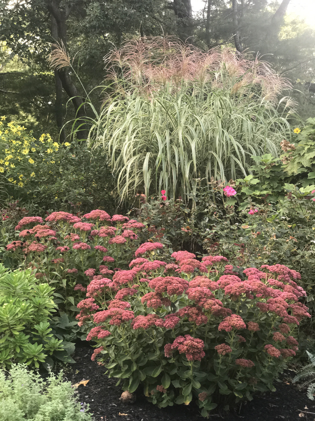 Big clumps of Autumn Joy sedum