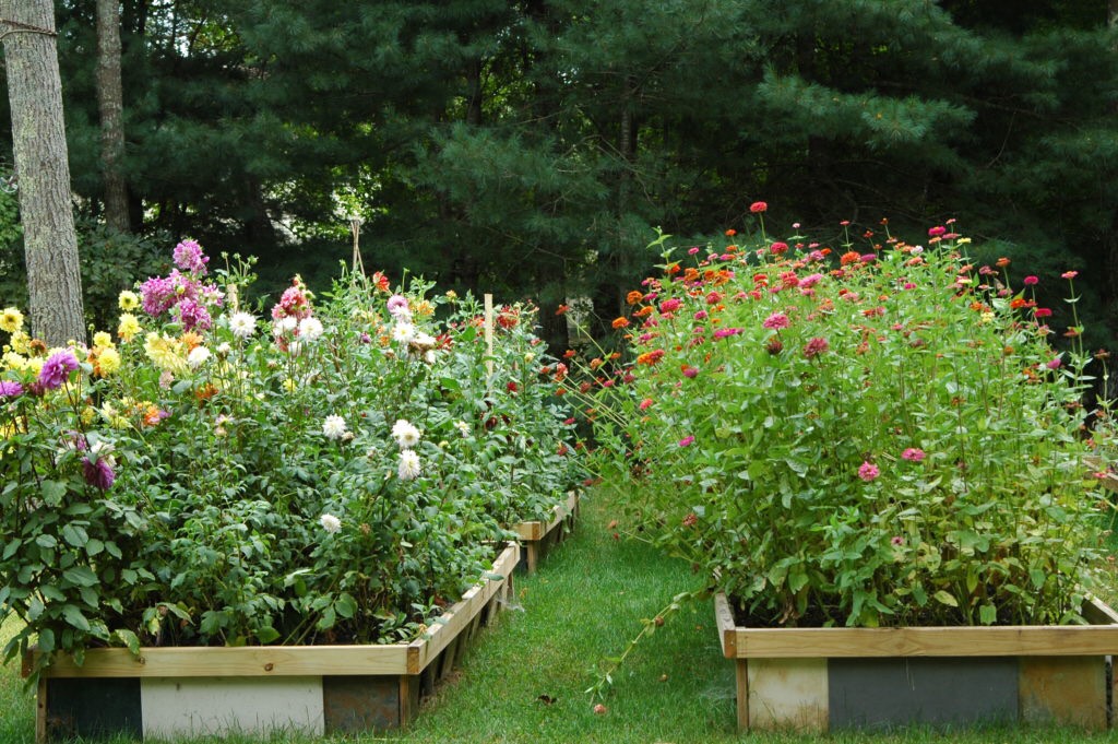 Cut flower beds: dahlias on the right, and tall zinnias (Zinnia elegans, annual) on the left.