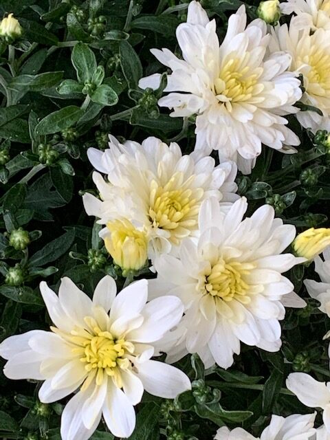 garden mums