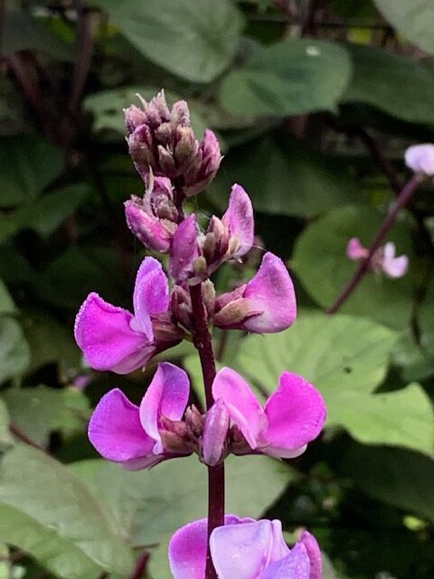 A draping of purple hyacinth bean