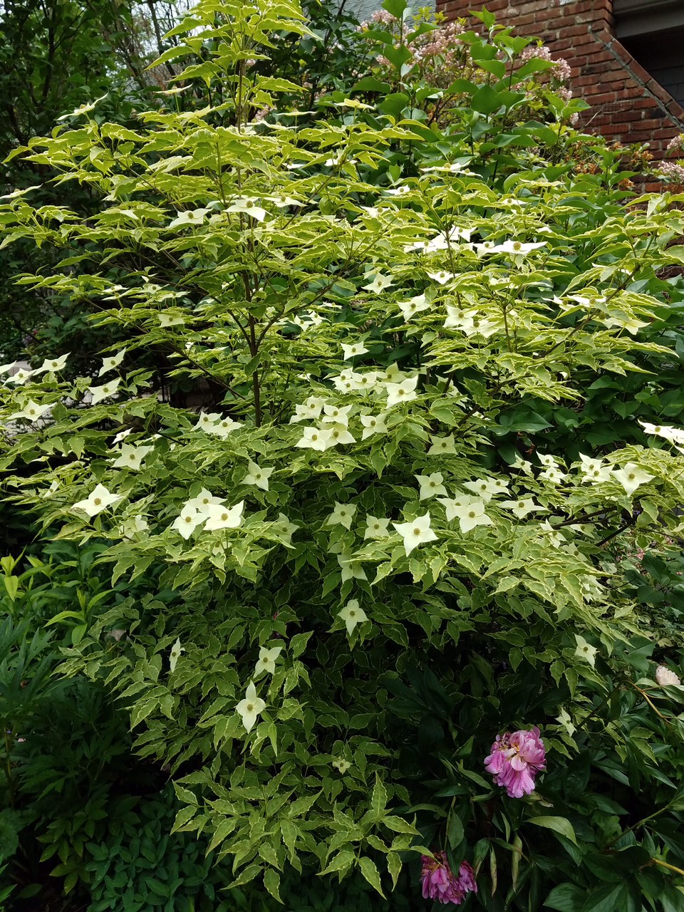 variegated dogwood