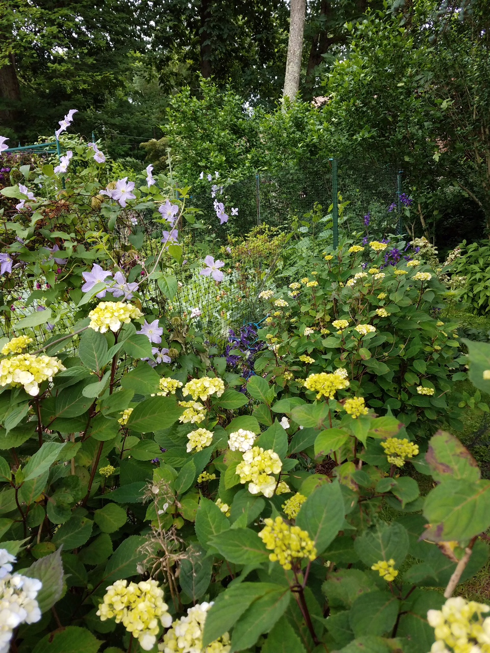 Hydrangea