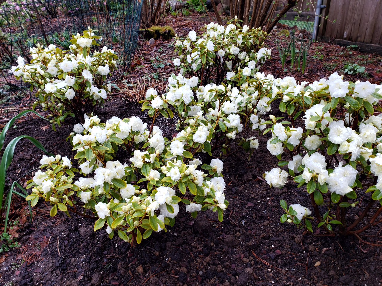 white Rhododendron