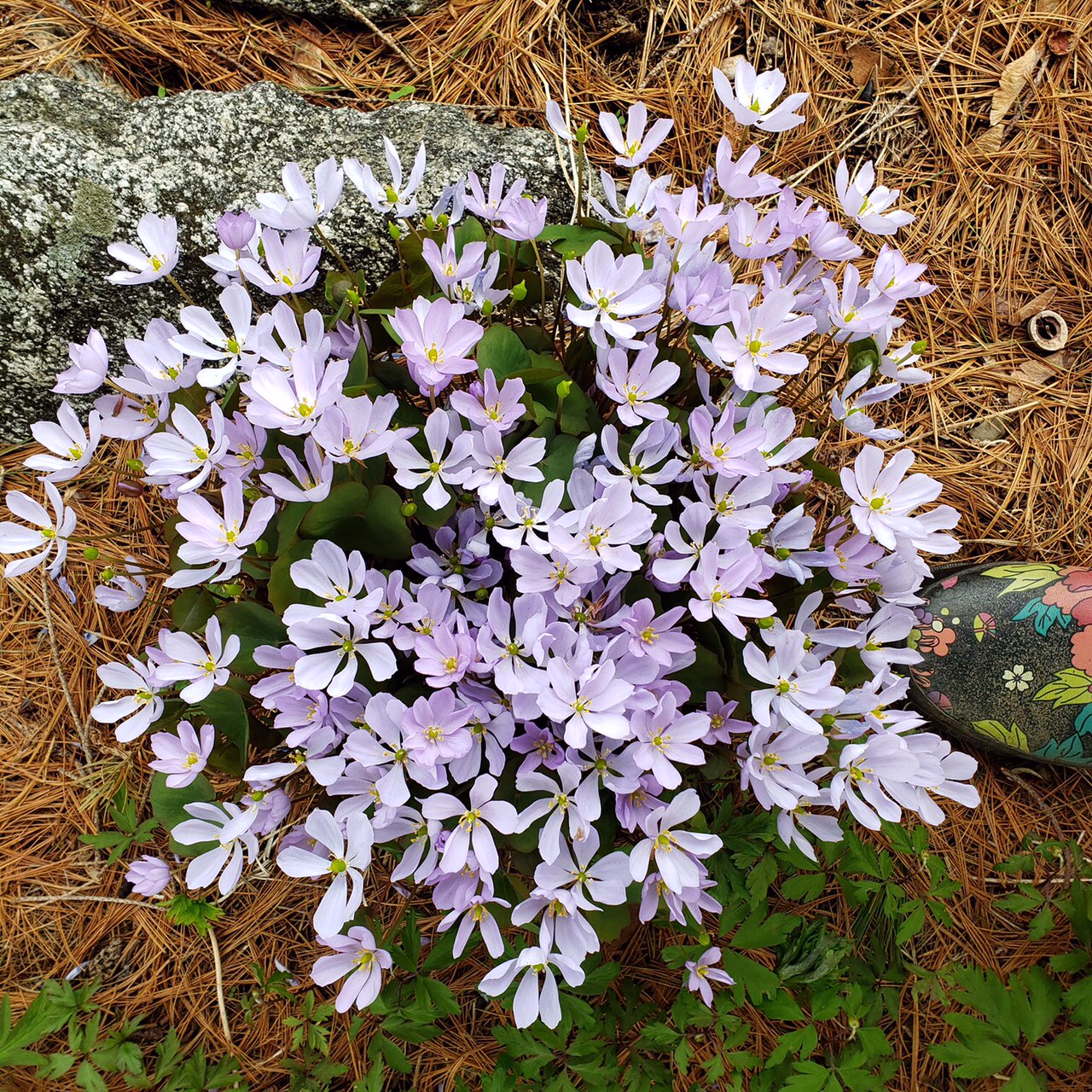 Jeffersonia dubia