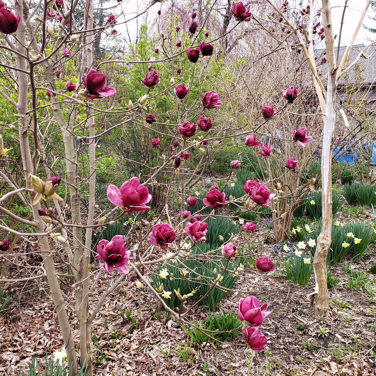 A pretty incredible magnolia with huge, dark red flowers