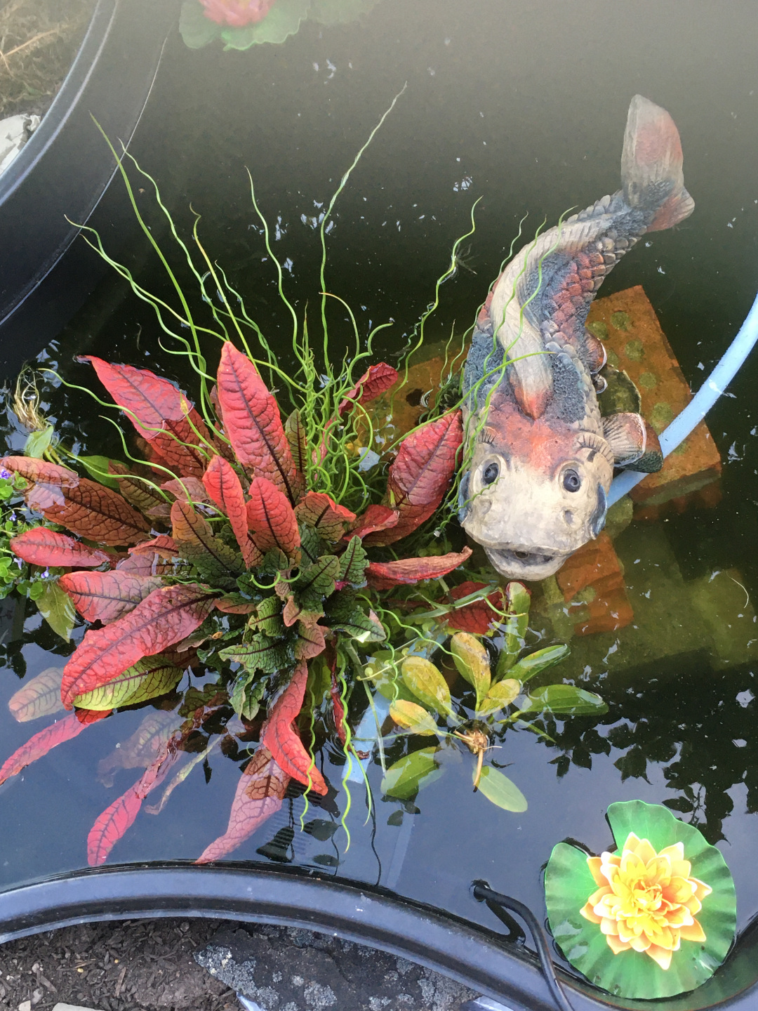 Betta on sale fish pond