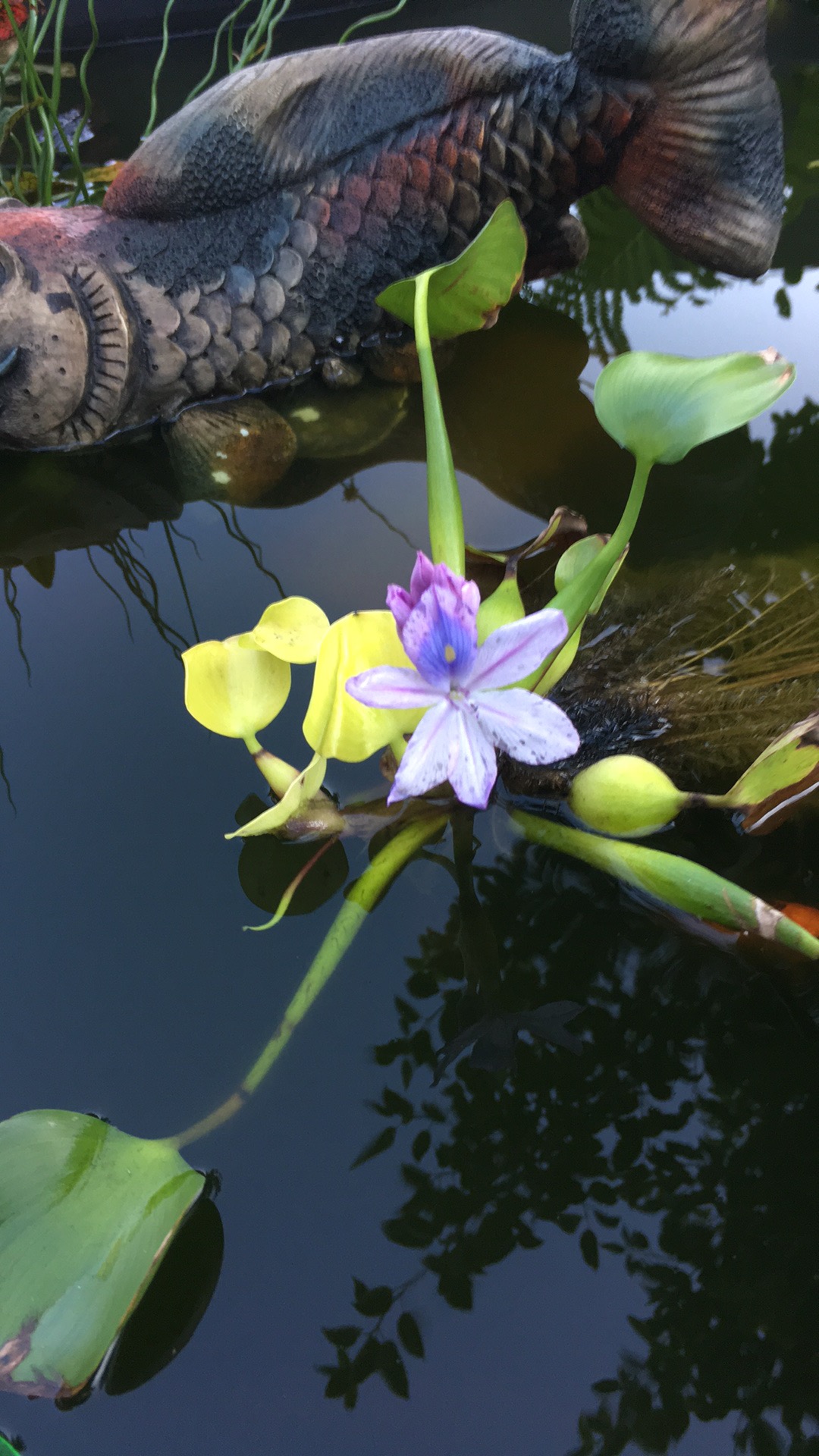 water garden