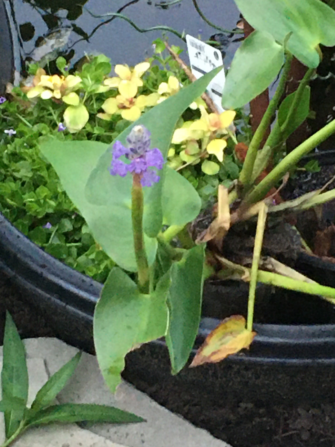 the pickerel in bloom at the edge of the pond.