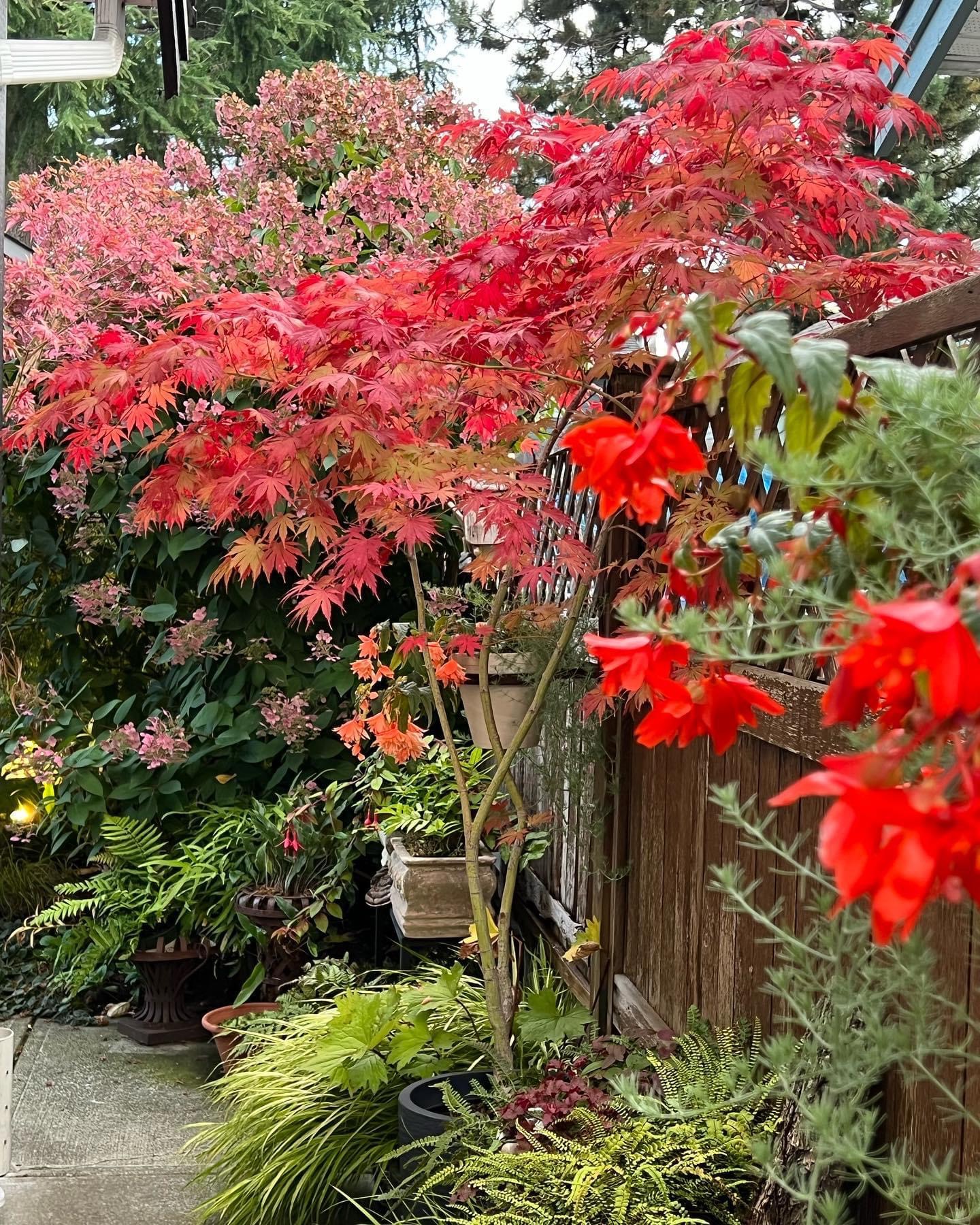 Japanese maples