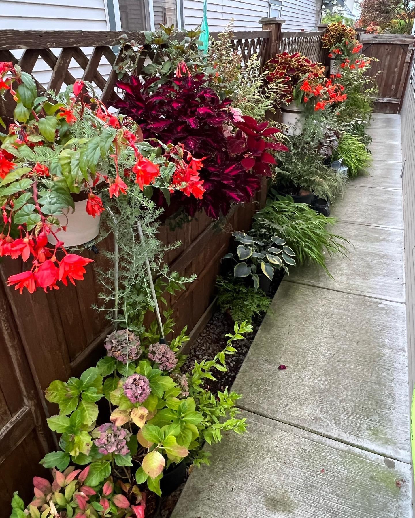 Colorful begonias and coleus