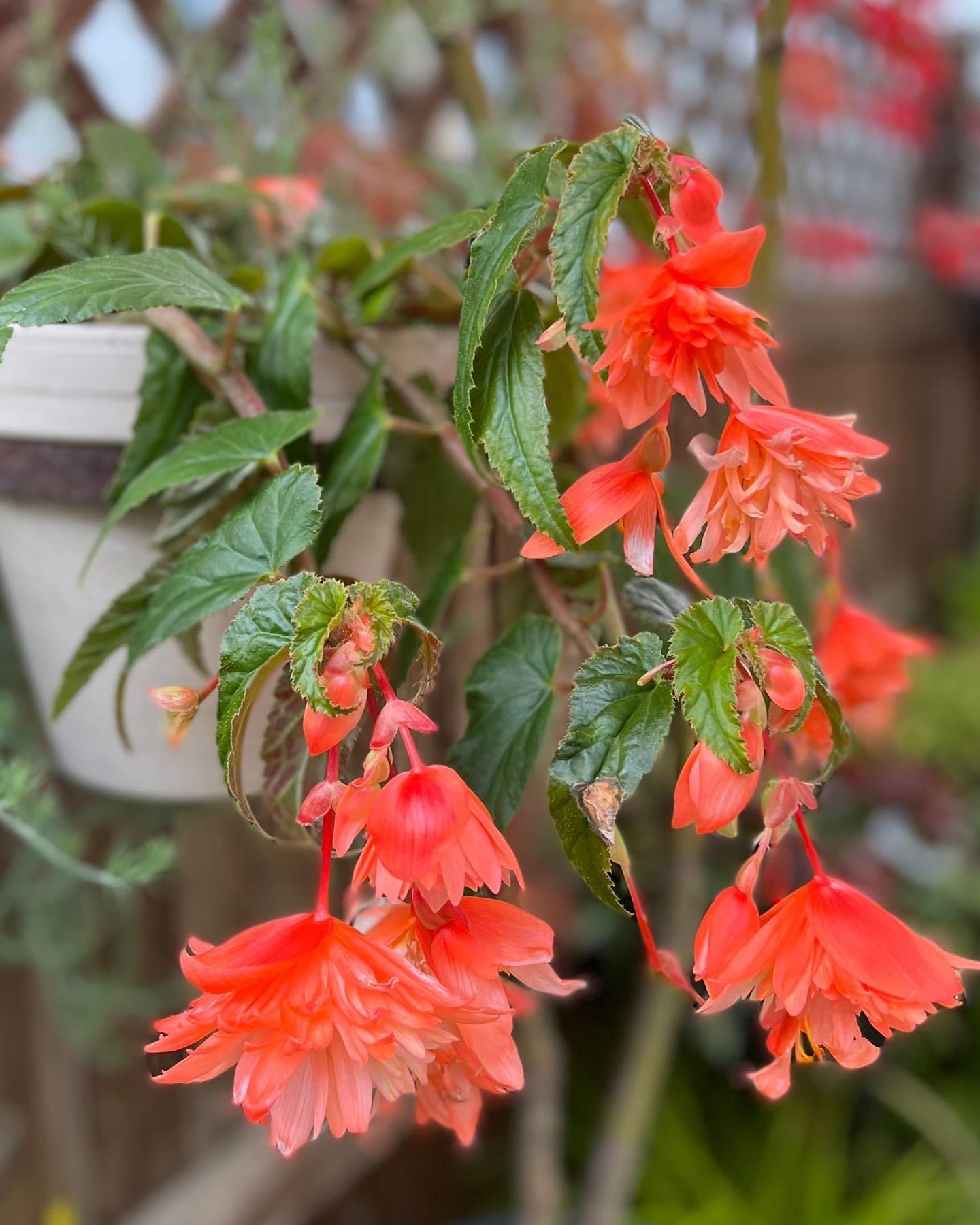 begonia flowers