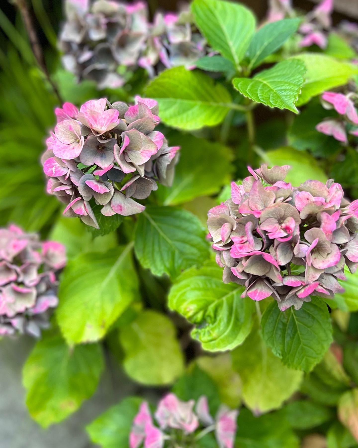 Hydrangea