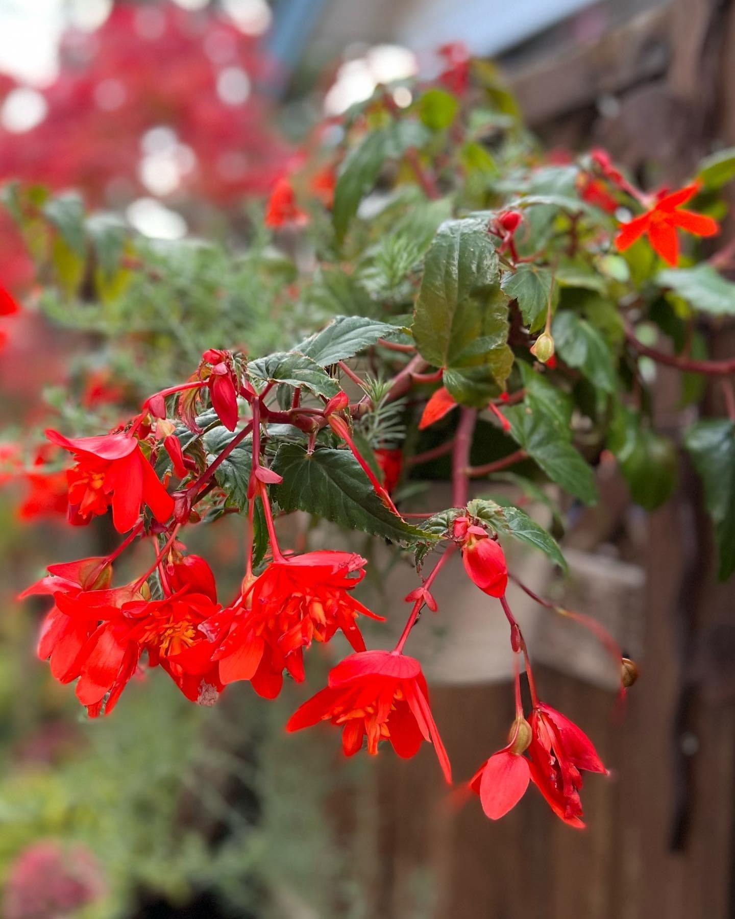 More begonia blooms the color of fall leaves