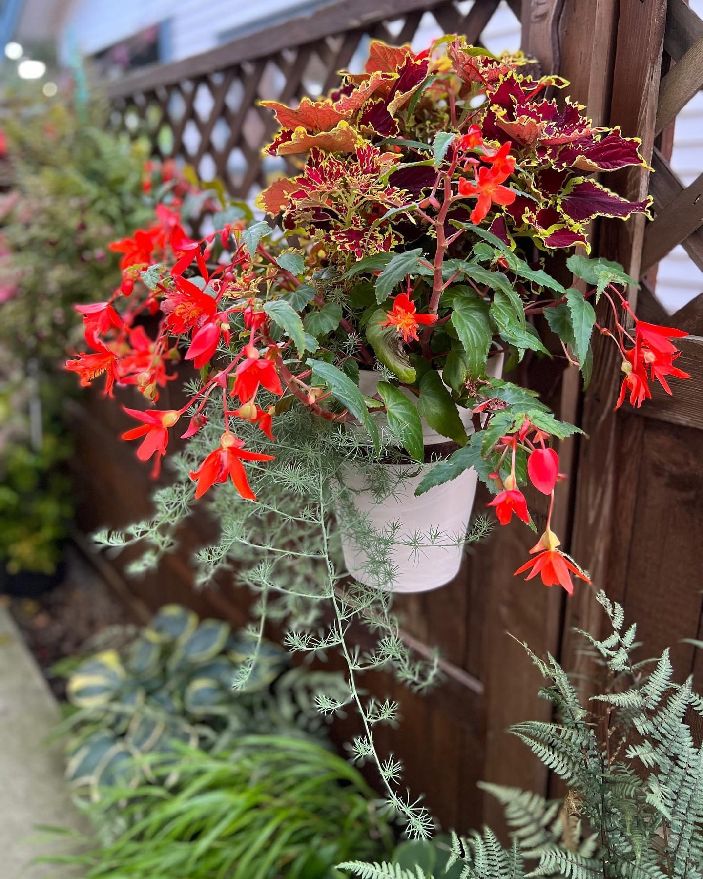 Bright begonias, coleus and Japanese painted fern