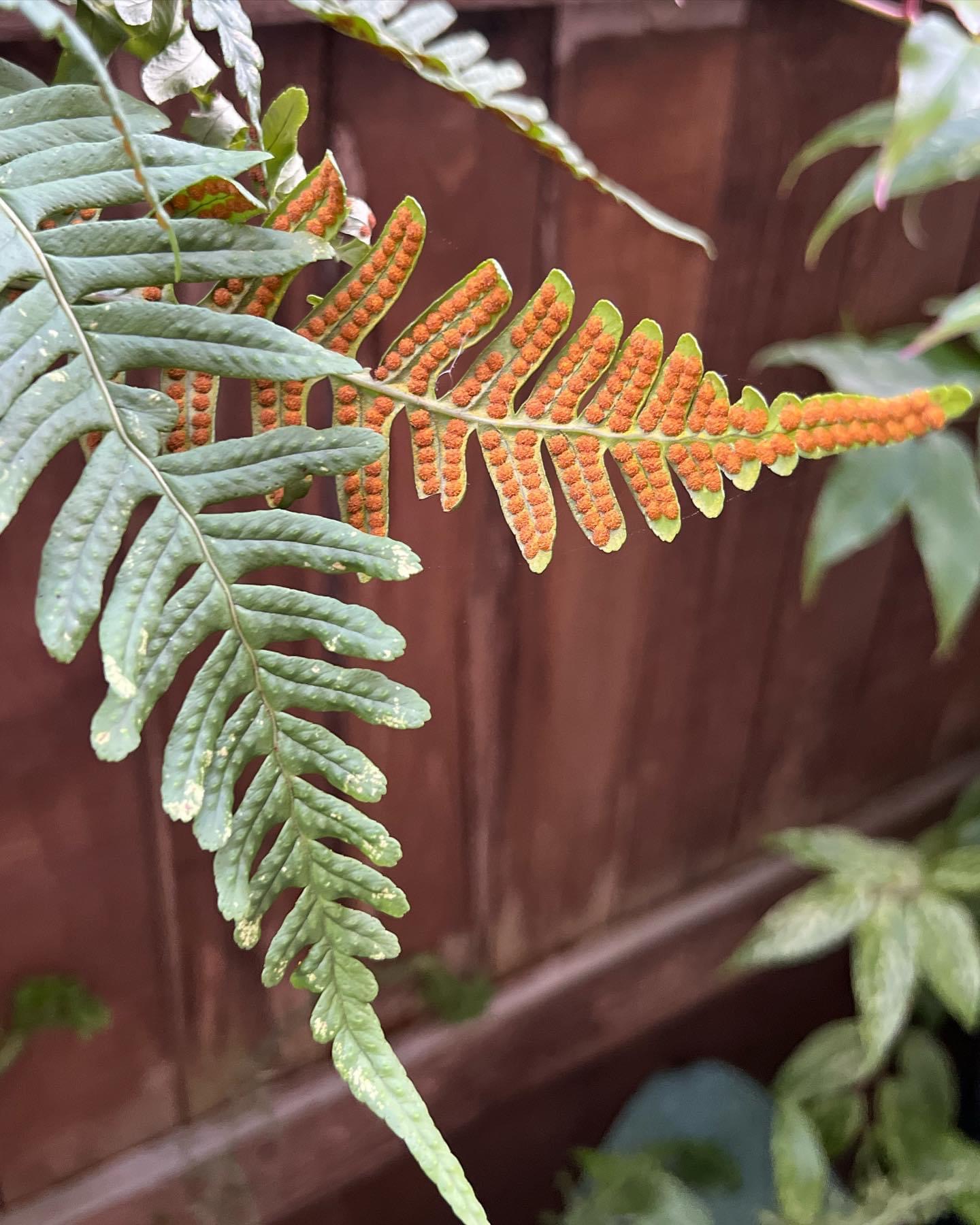 detail of a fern, showing the rusty-colored spores on the underside of the frond.