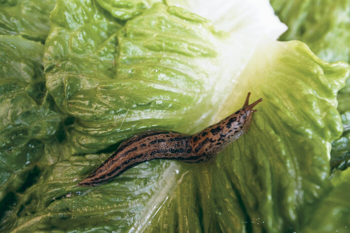 Follow the trails of slime. Slugs and snails sometimes leave behind glistening paths, enabling gardeners to find where they come from and where they feed. This information helps when trying to control or eradicate the local populations.