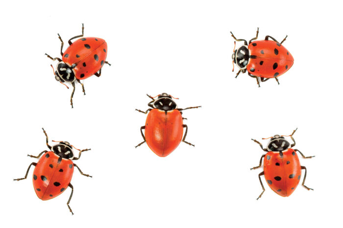 lady bugs