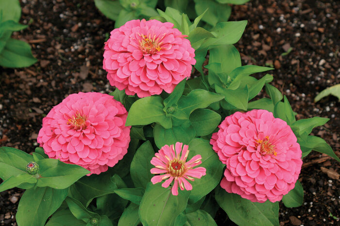 Zinnia