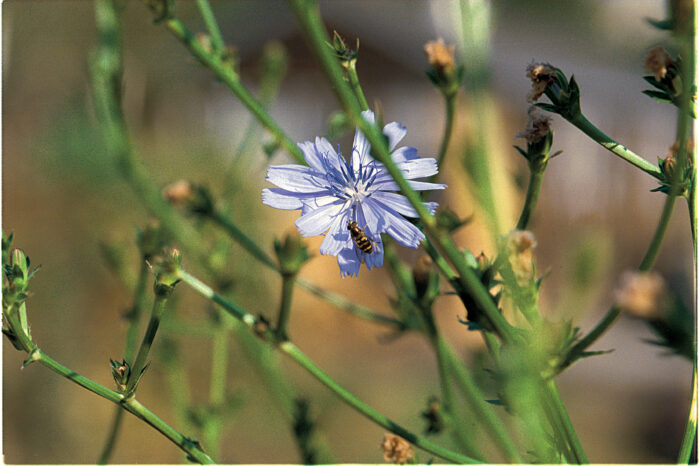 Common Chicory