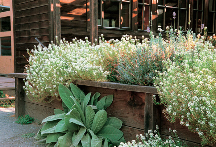 Sweet Alyssum: