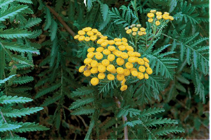 Tansy