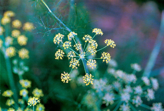 Fennel