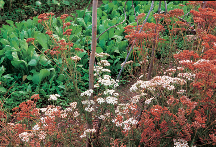 Yarrow