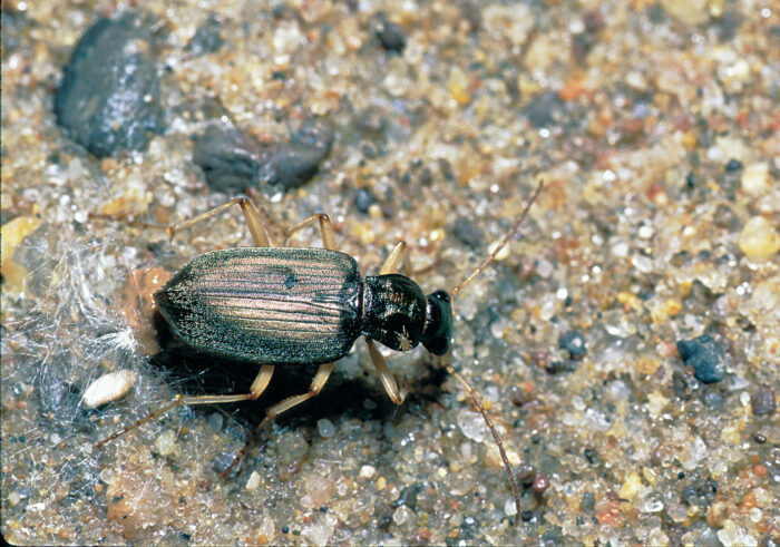 Ground beetles