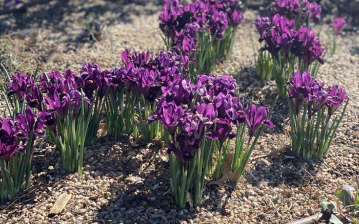 Reticulated irises