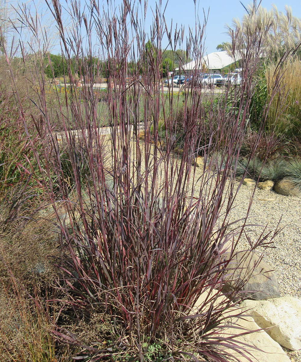 Big bluestem on sale