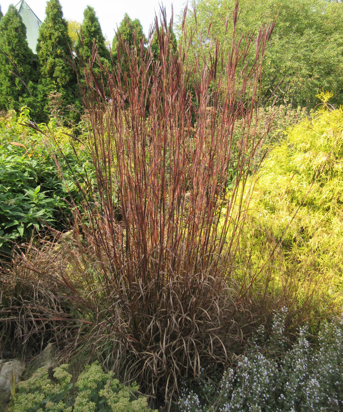 Blackhawks big bluestem