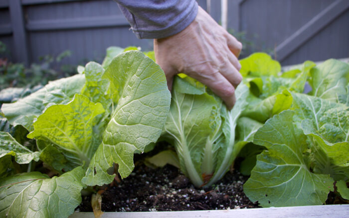 mini napa cabbage