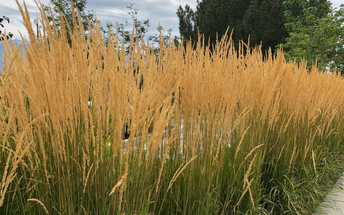 Indian grass