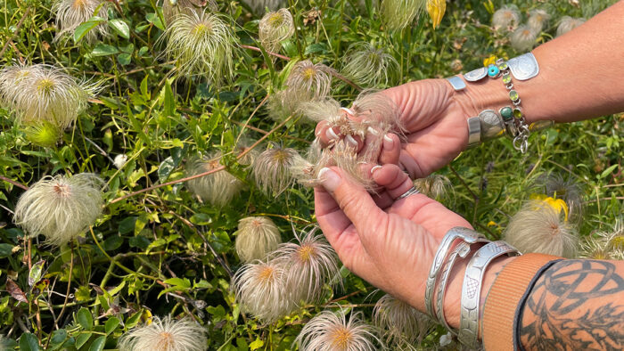 collecting plant seeds