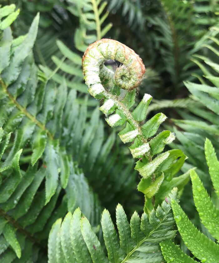 fern frond unfurling