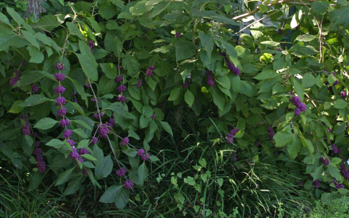 American beautyberry