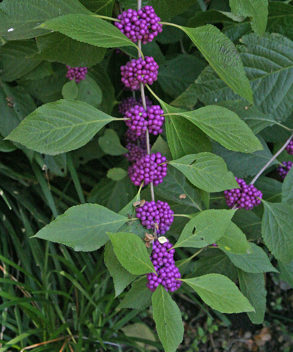 Hardy Shrubs With Showy Berries - FineGardening