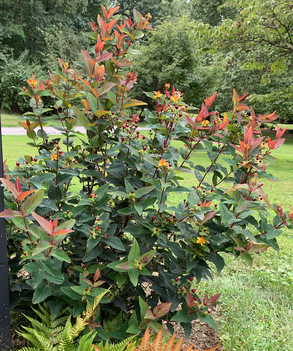 Hypericum inodorum FloralBerry™ Rosé