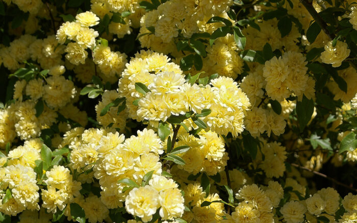 light yellow roses in bloom