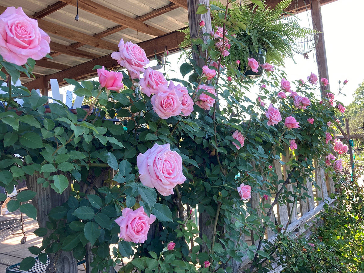 Spring-Blooming Roses for the South - FineGardening