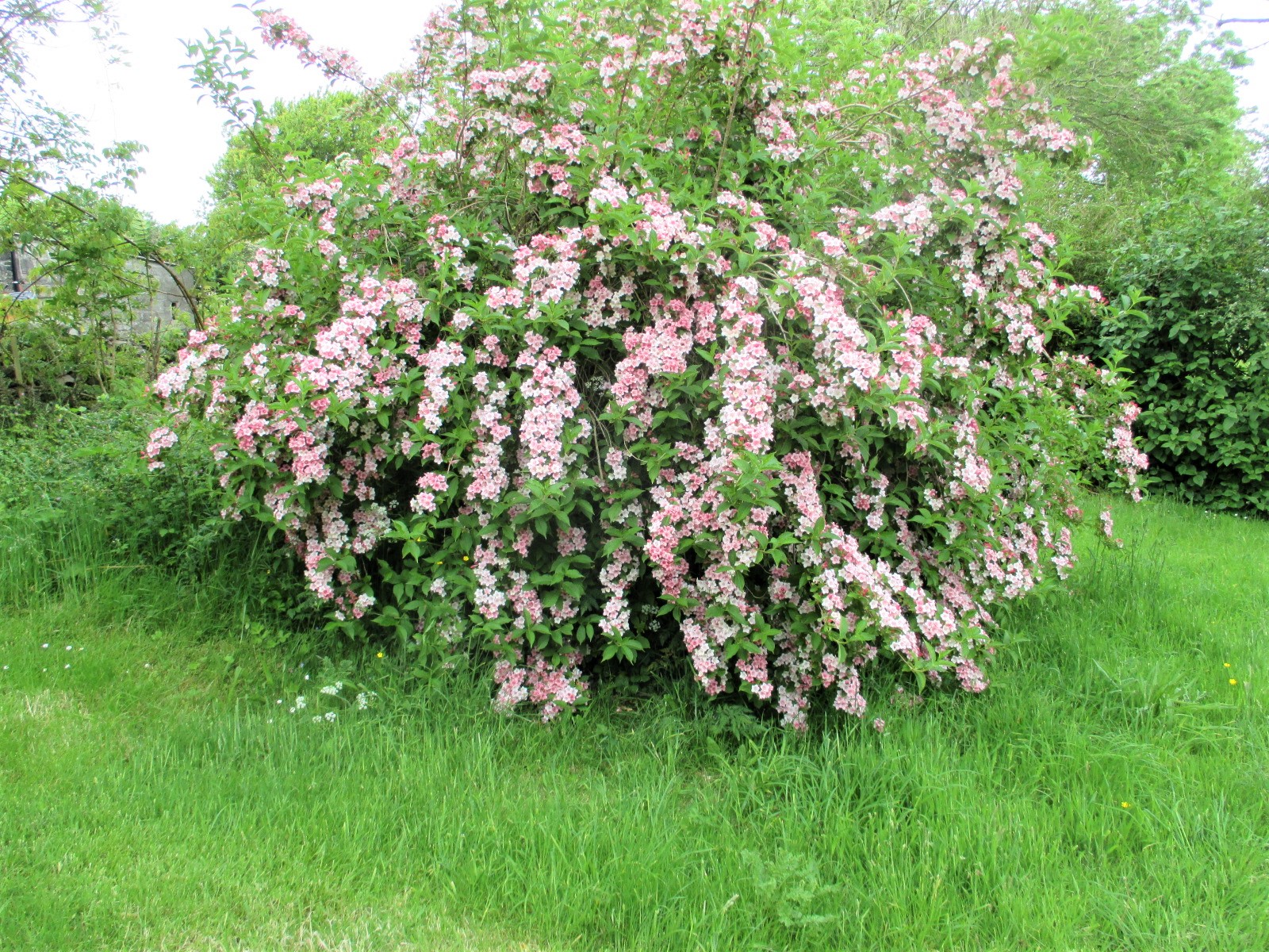 weigela