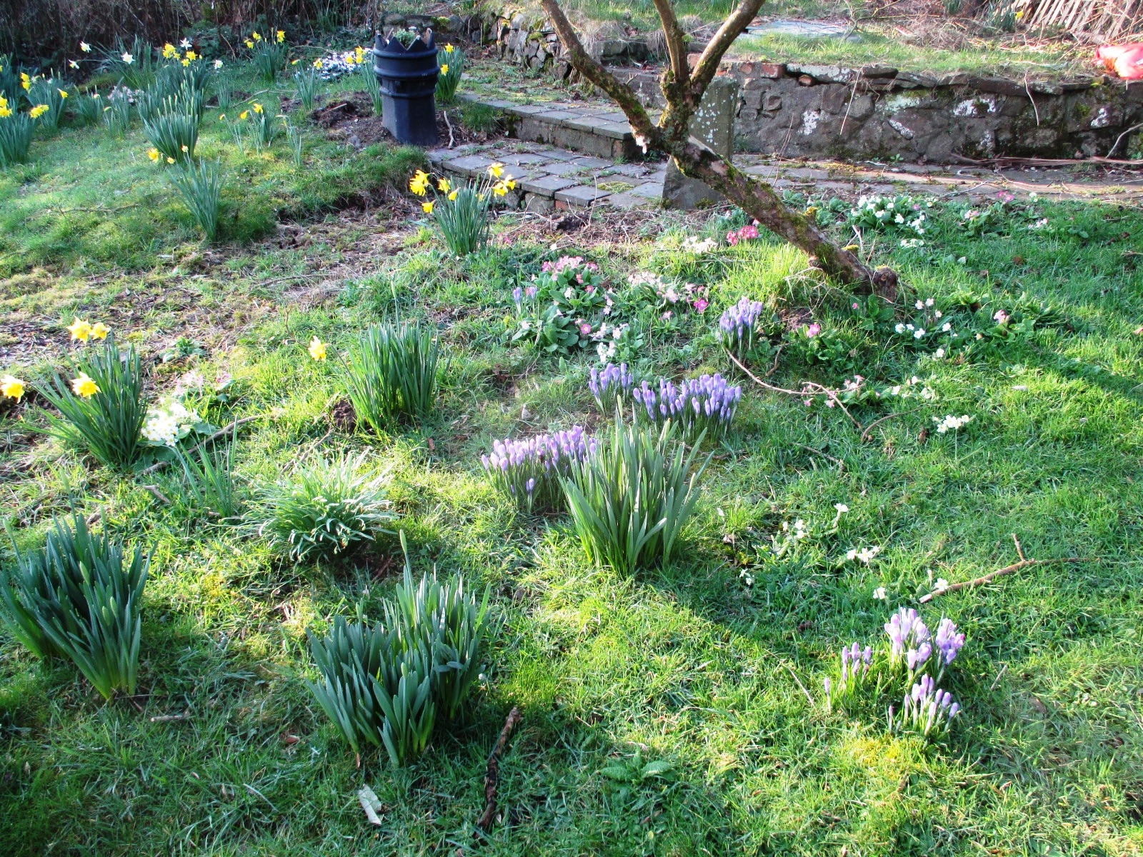 Spring flowers popping up amid the lawn.