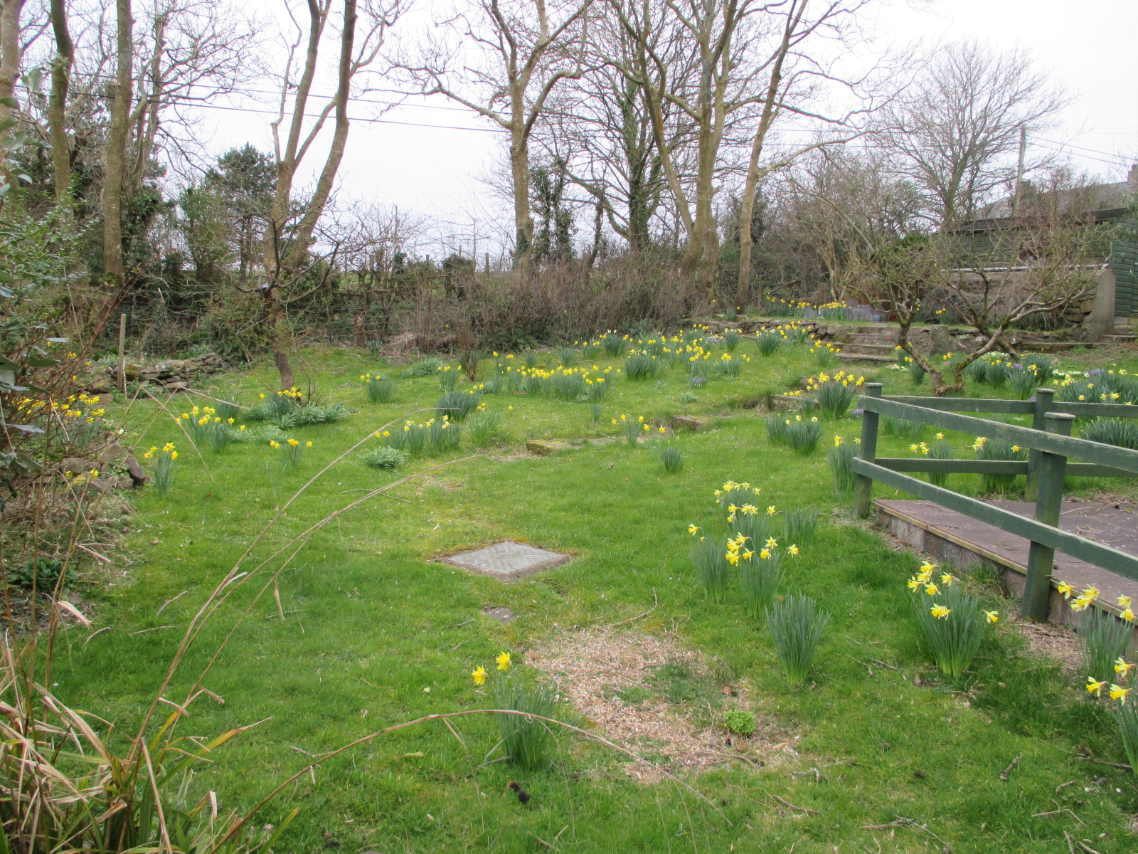 daffodils growing around the lawns