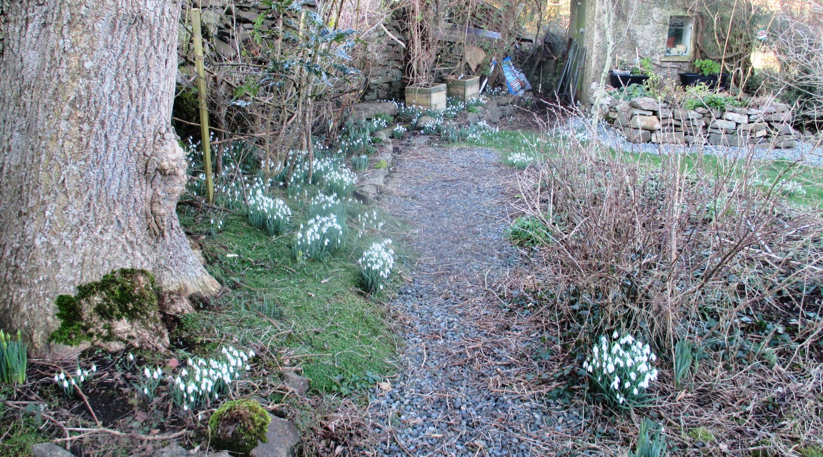 clumps of snowdrops